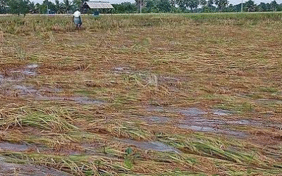 Centre rolls out insurance cover for crop loss due to wild animals, paddy inundation to help farmers