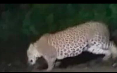Leopard Scare Triggers Panic at Tatanagar Railway Yard