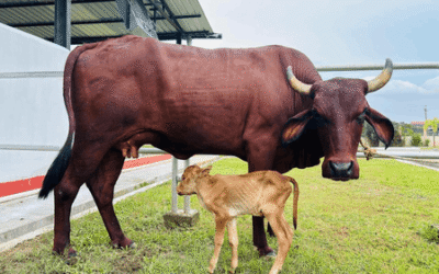 Assam Records Global First with IVF-Born Lakhimi Calf, Boosting Indigenous Cattle Conservation