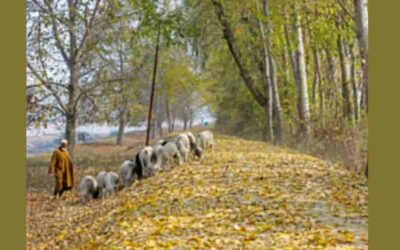 Kashmir turns golden as autumn arrives with migratory birds, ripe harvests and falling Chinar leaves
