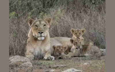Gujarat’s Barda Sanctuary Emerges as Potential Second Stronghold for Asiatic Lions